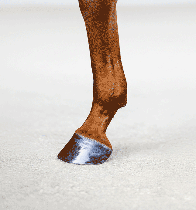 Dinamo Horsegiirl Hoof 2